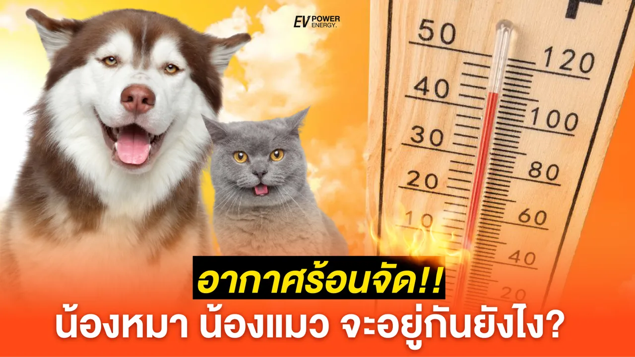 อากาศร้อนจัด หมาแมวจะอยู่ยังไง? โซล่าเซลล์ช่วยได้ไหม?
