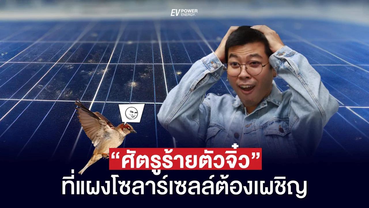 “ศัตรูร้ายตัวจิ๋ว” ที่แผงโซล่าเซลล์ต้องเผชิญ