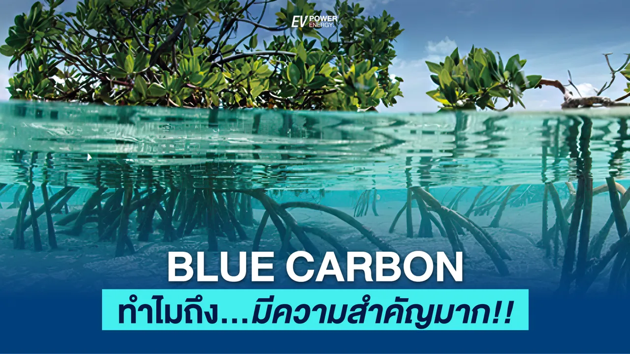 บลูคาร์บอน (Blue Carbon) : แหล่งกักเก็บคาร์บอนที่มีประสิทธิภาพสูงสุดผ่านระบบนิเวศสู่ Net Zero ได้เร็วขึ้น