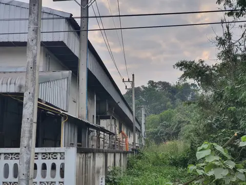 ชาช่าไทย เชียงราย — รูปที่ 10