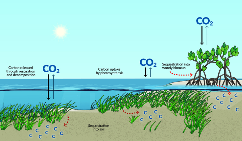Blue Carbon บลูคาร์บอน คาร์บอนเครดิต Carbon Credit NetZero Diagram