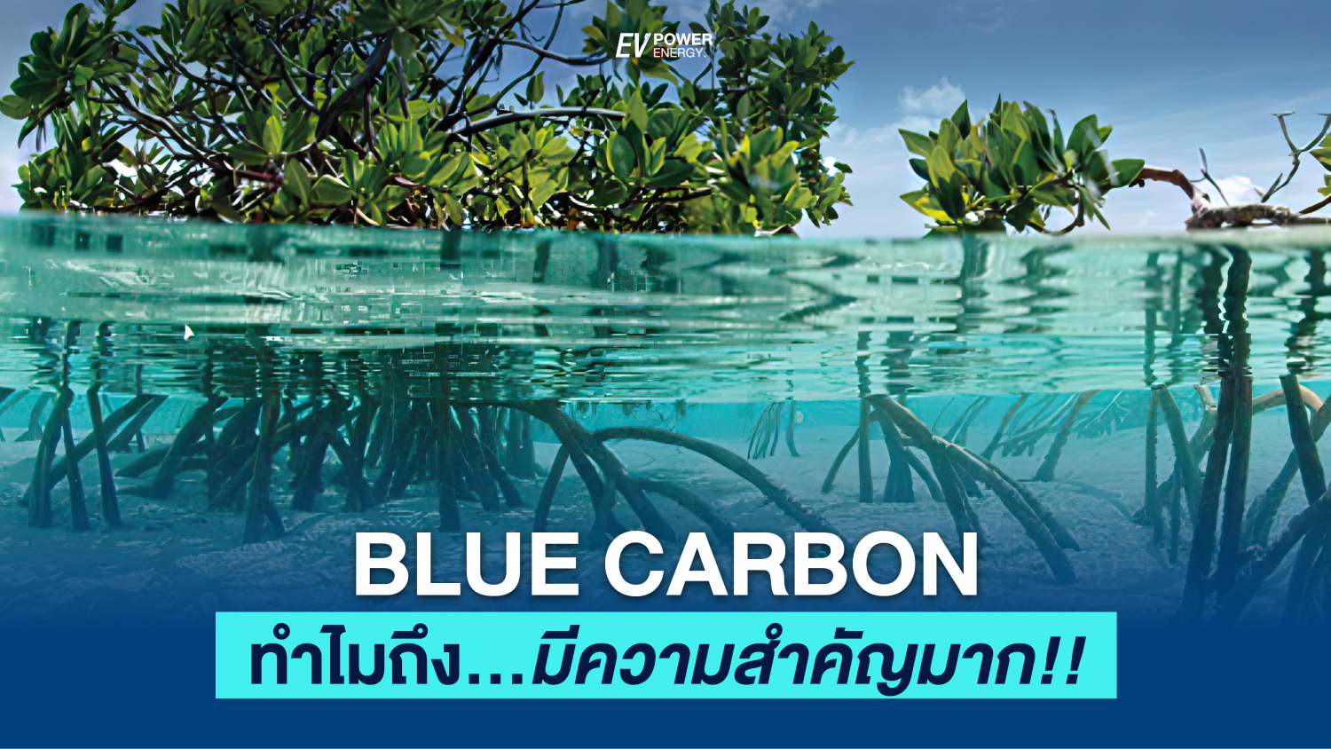 บลูคาร์บอน Blue Carbon คาร์บอนเครดิต Carbon Credit